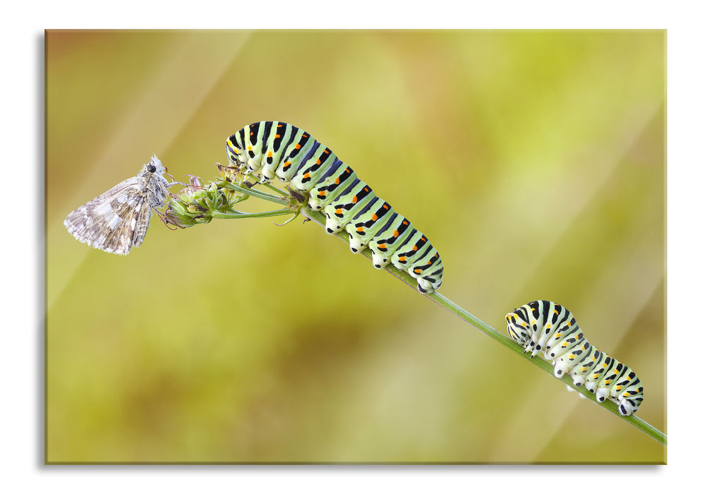 Pixxprint Schwalbenschwanzraupen und Falter, Glasbild