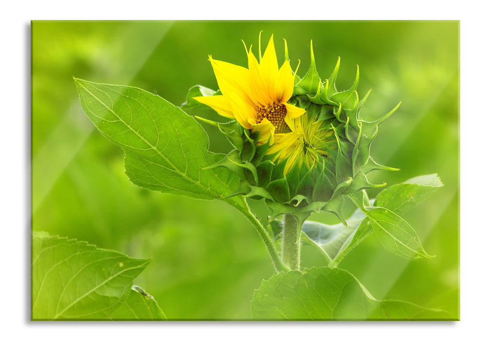 Pixxprint Aufblühende Sonnenblume, Glasbild