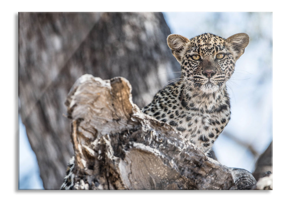 Pixxprint Leopardjunges auf Baum, Glasbild