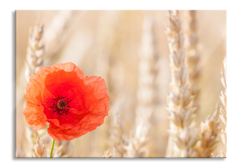 Pixxprint Mohnblume im Kornfeld, Glasbild