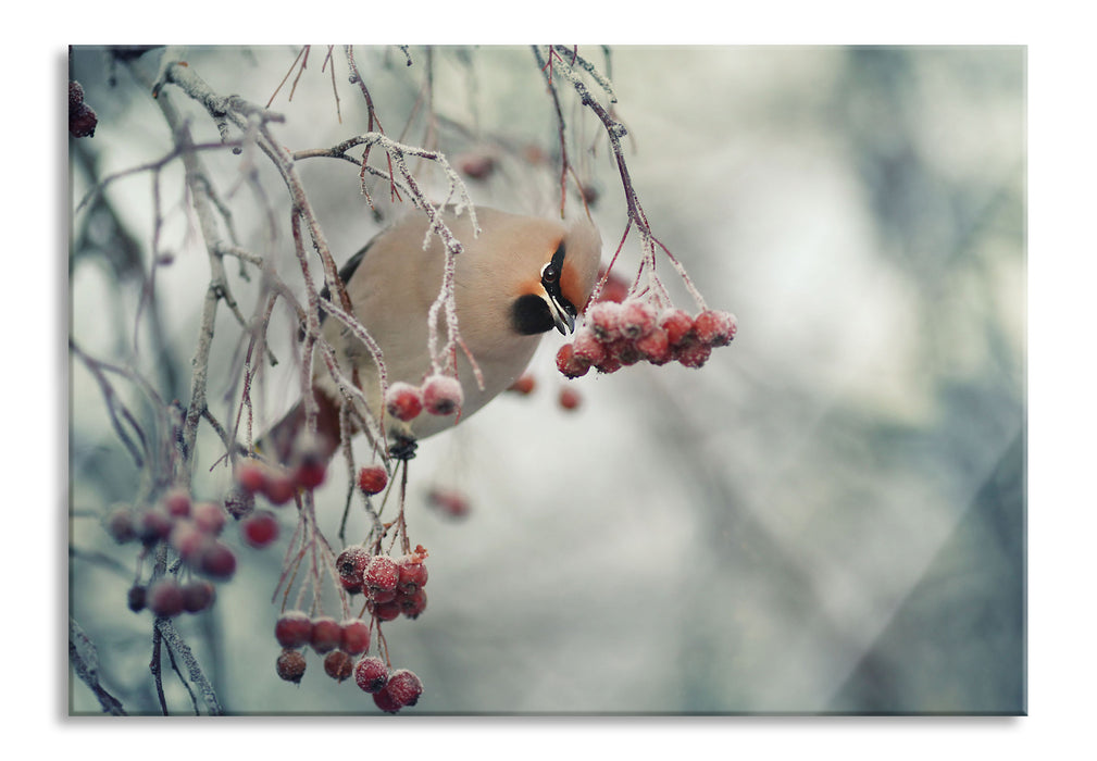 Pixxprint Kleiner Vogel im Vogelbeerbaum, Glasbild