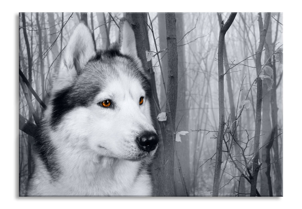 Pixxprint Wachsamer Husky, Glasbild