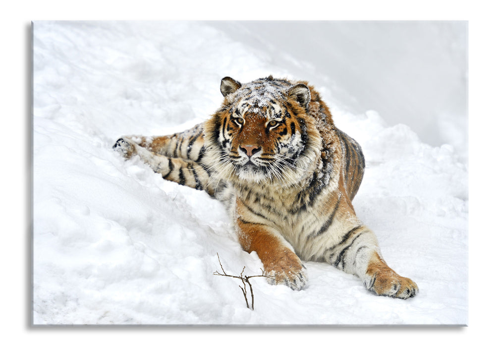 Pixxprint Amur Tiger im Schnee, Glasbild