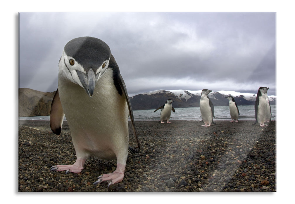 Pixxprint Lustige Pinguine, Glasbild