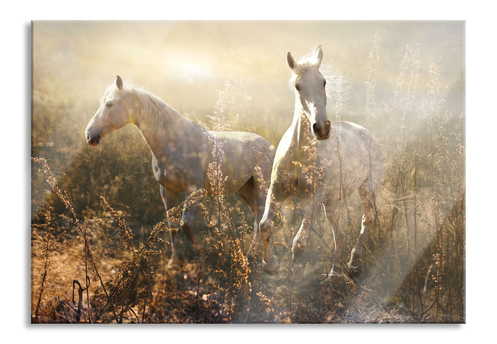 Pixxprint Zwei wilde Schimmel, Glasbild