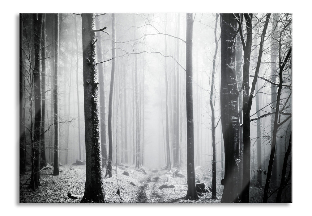 Pixxprint Mystischer Wald, Glasbild