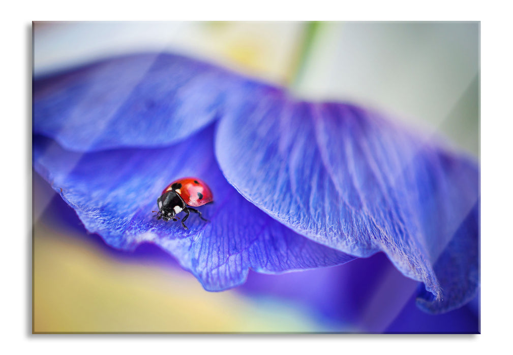 Pixxprint Marienkäfer auf lila Blüte, Glasbild