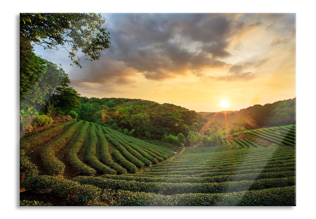 Teeplantage bei Sonnenuntergang, Glasbild