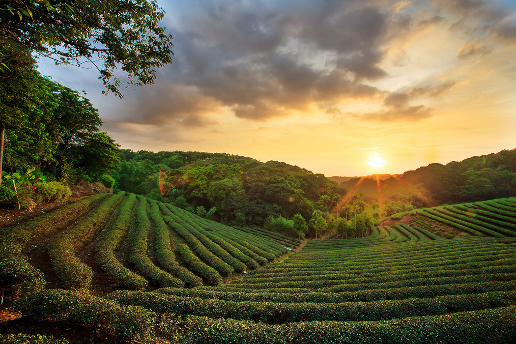 Teeplantage bei Sonnenuntergang, Glasbild