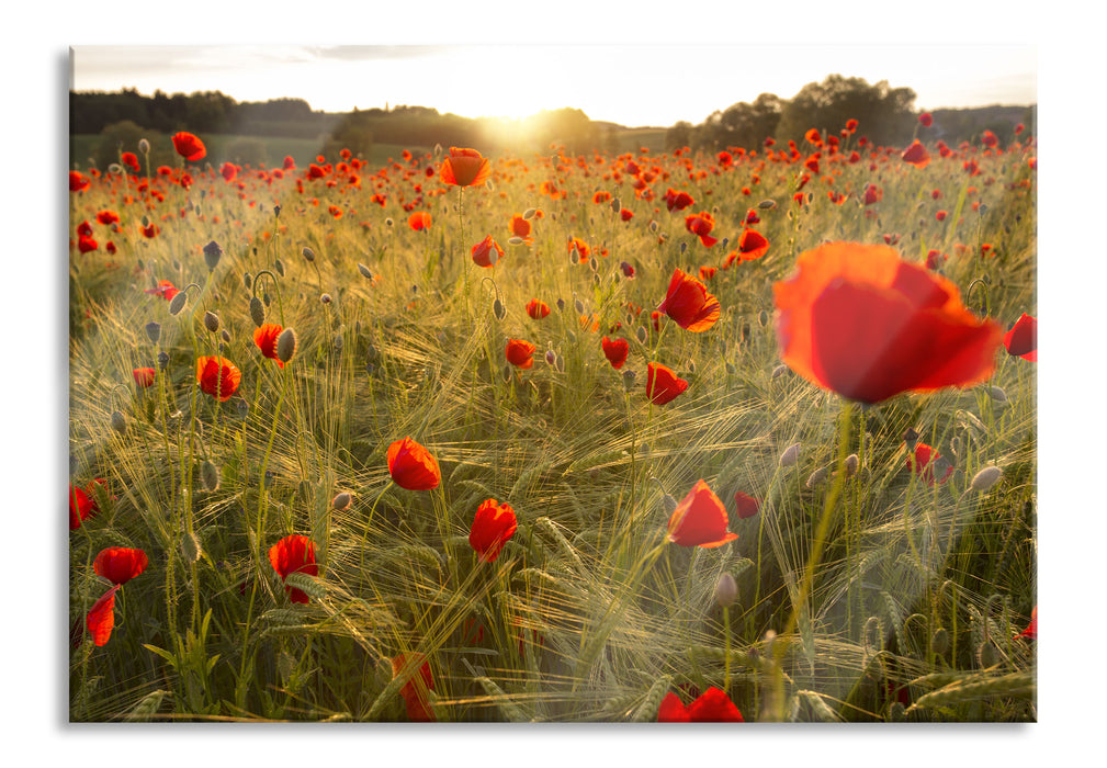 Pixxprint Mohnfeld bei Sonnenuntergang, Glasbild