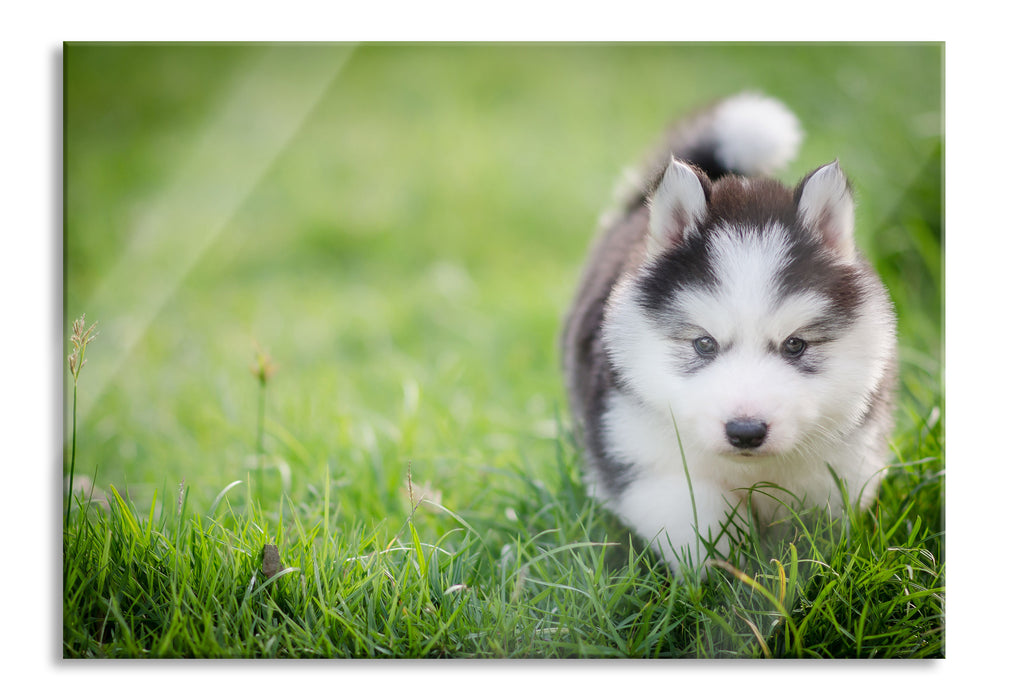 Pixxprint Bezaubernder Huskywelpe, Glasbild