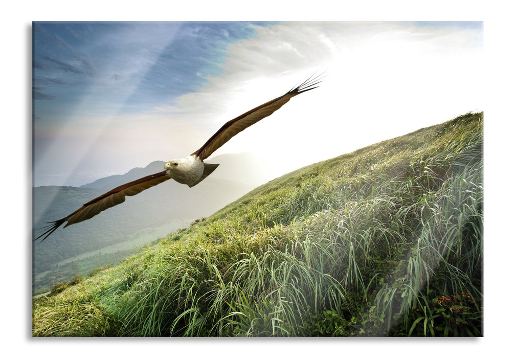 Pixxprint Majestätischer Weißkopfseeadler, Glasbild