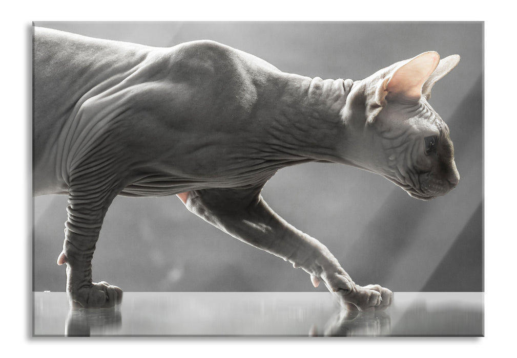 Pixxprint Einzigartige Sphynx Katze, Glasbild