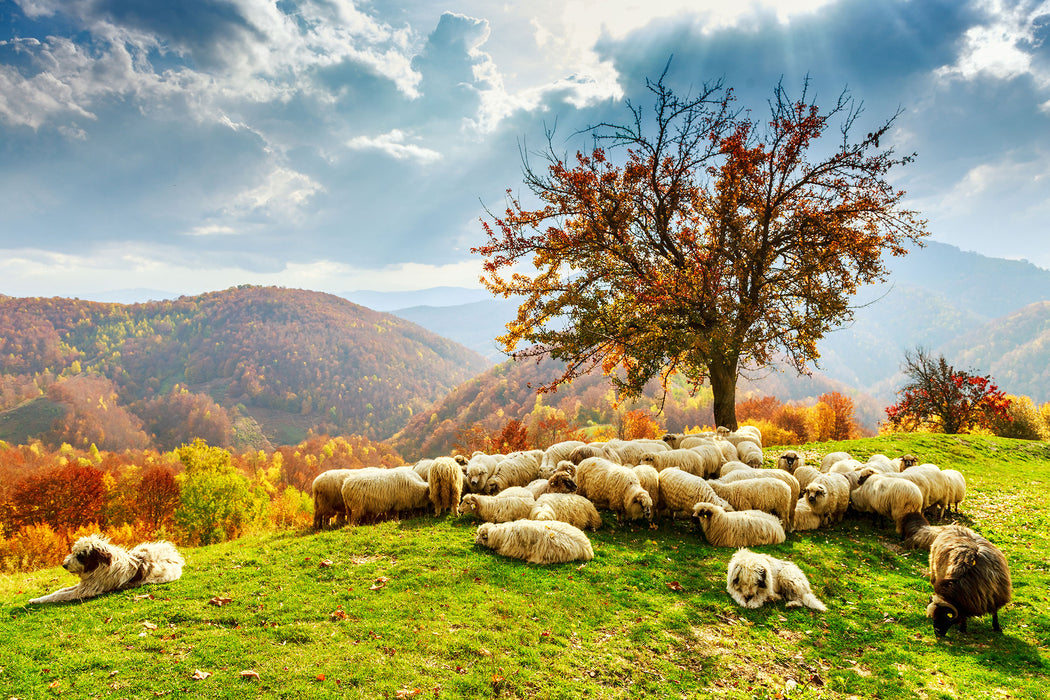 Romanian Carpathians Gebirge, Glasbild