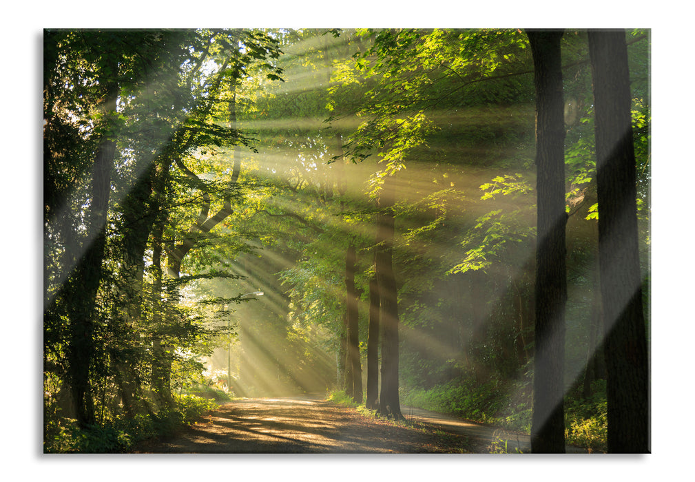 Pixxprint Waldweg im Frühling, Glasbild