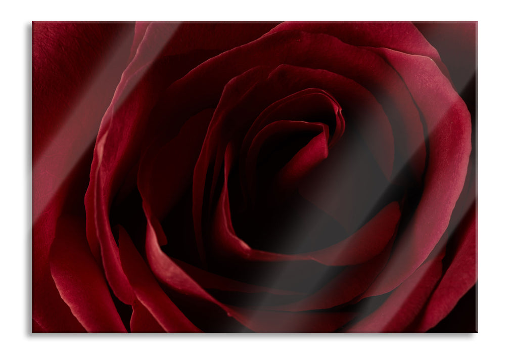 Pixxprint Rote Rose, Glasbild