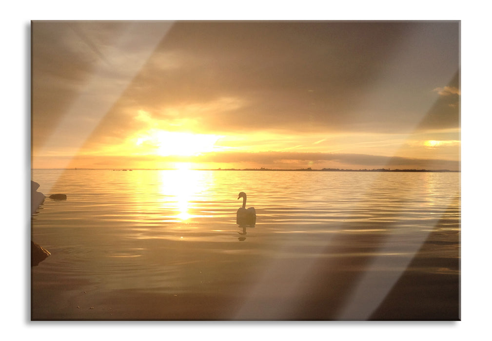 Pixxprint Einsamer Schwan auf See, Glasbild