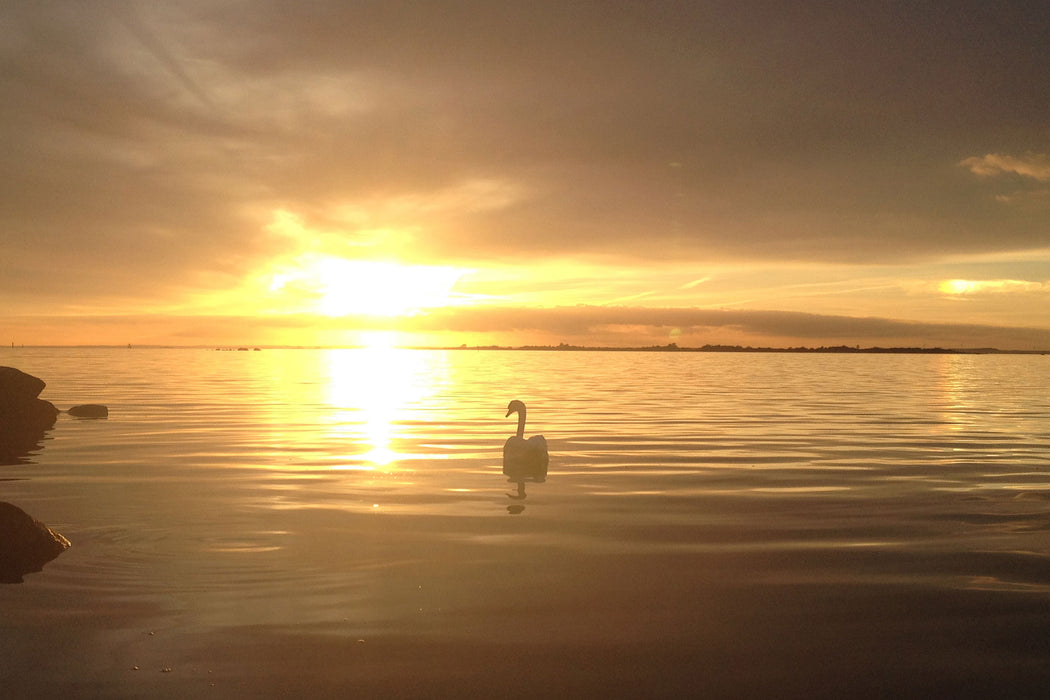 Einsamer Schwan auf See, Glasbild