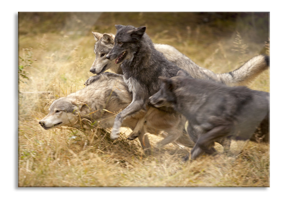 Pixxprint Tobendes Wolfsrudel, Glasbild