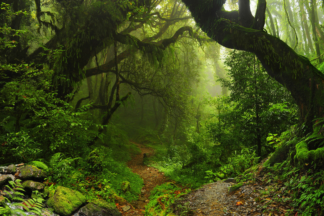 Mystischer Regenwald, Glasbild