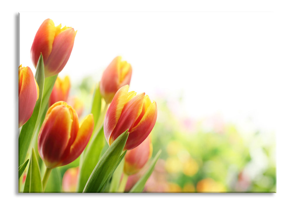 Pixxprint Bunte Tulpenwiese, Glasbild