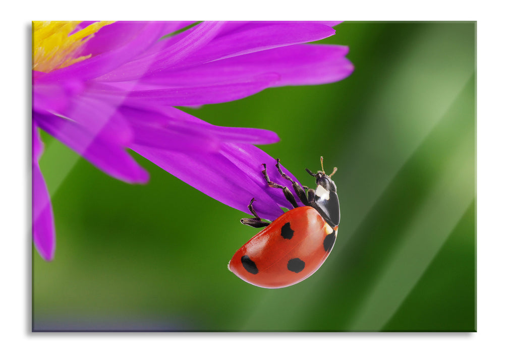 Pixxprint Marienkäfer auf Gerberablüte, Glasbild