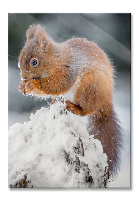 Pixxprint Kleines Eichhörnchen im Winter, Glasbild