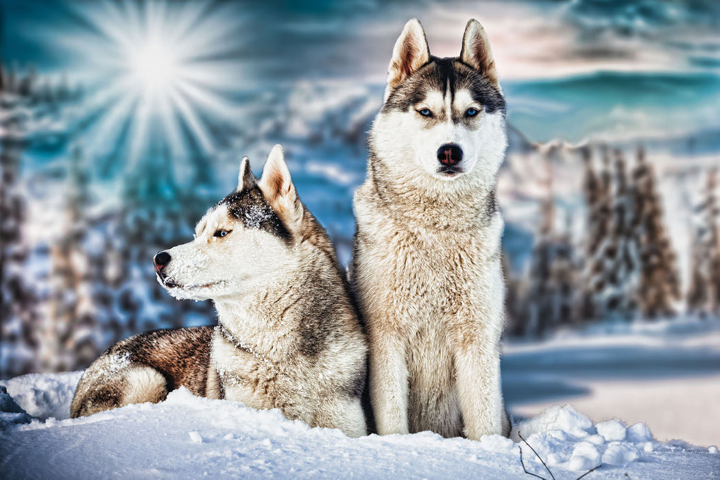 Zwei wilde Huskies, Glasbild