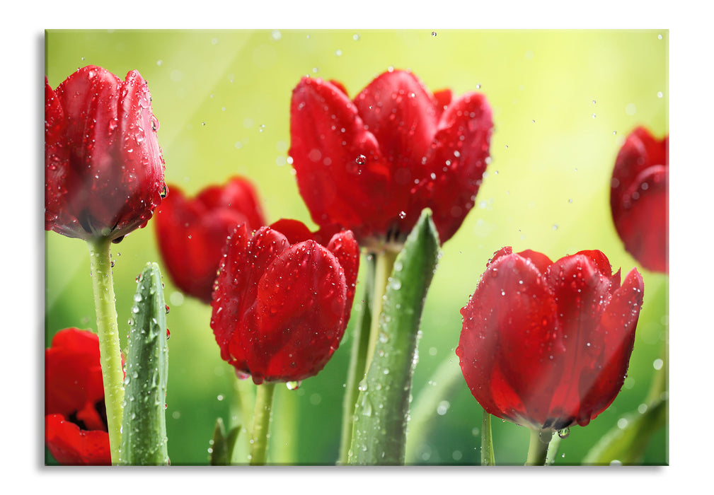 Pixxprint Rote Tulpen mit Tropfen bedeckt, Glasbild