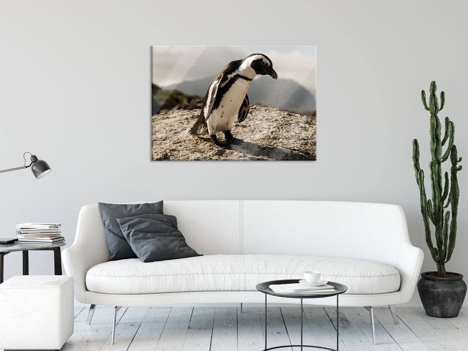 Afrikanischer Pinguin beobachtet, Glasbild