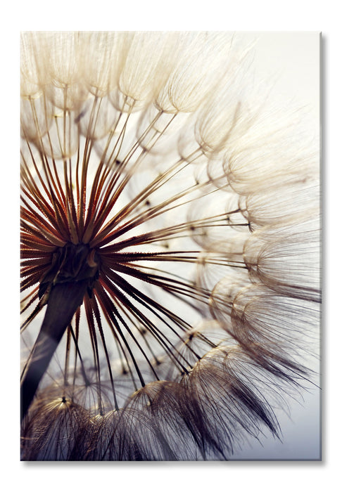 Pixxprint Schöne Pusteblume, Glasbild