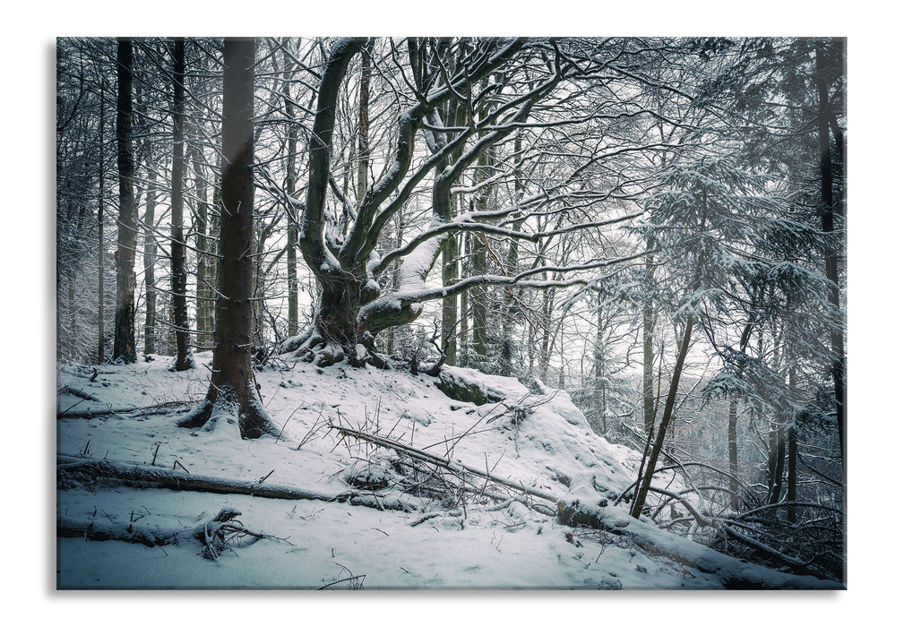 Pixxprint Wald mit Schnee bedeckt, Glasbild