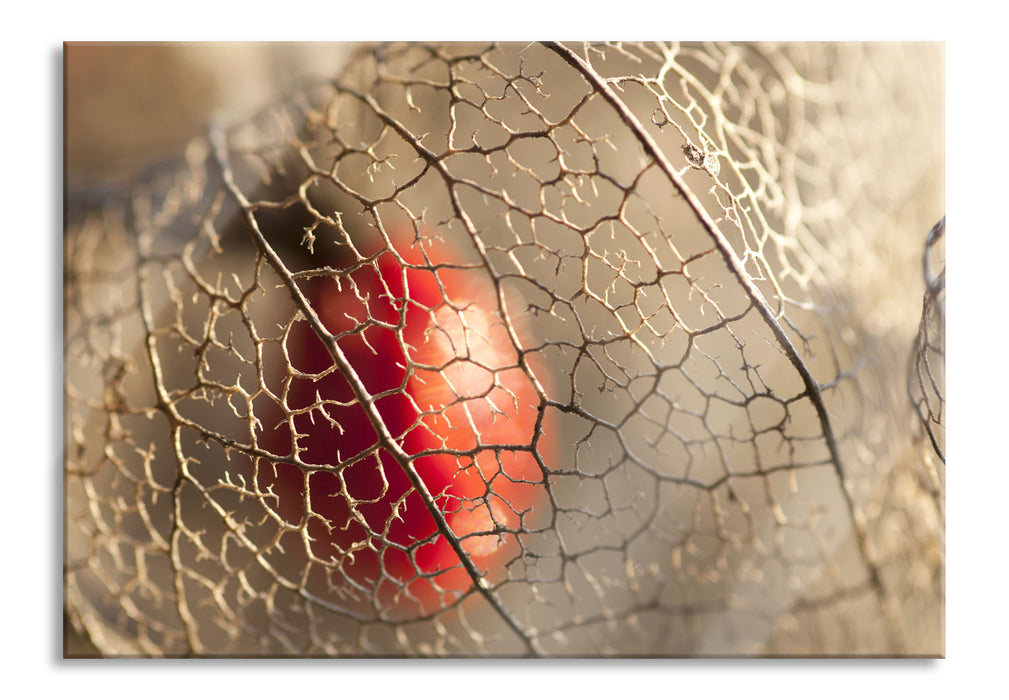 Rote Physalis, Glasbild