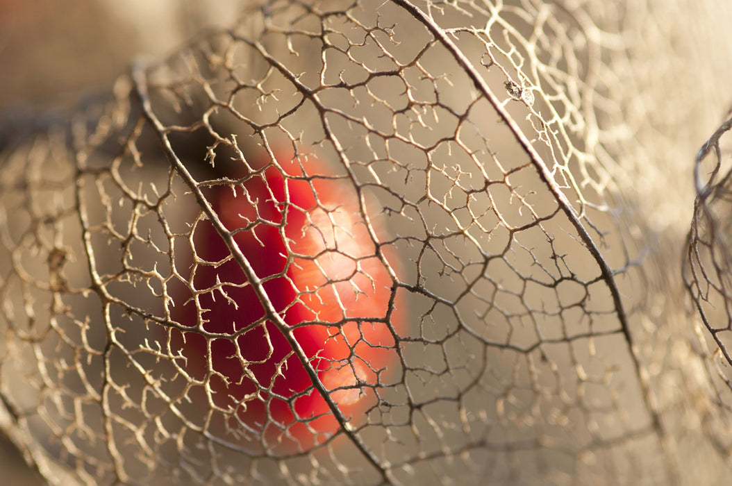 Rote Physalis, Glasbild