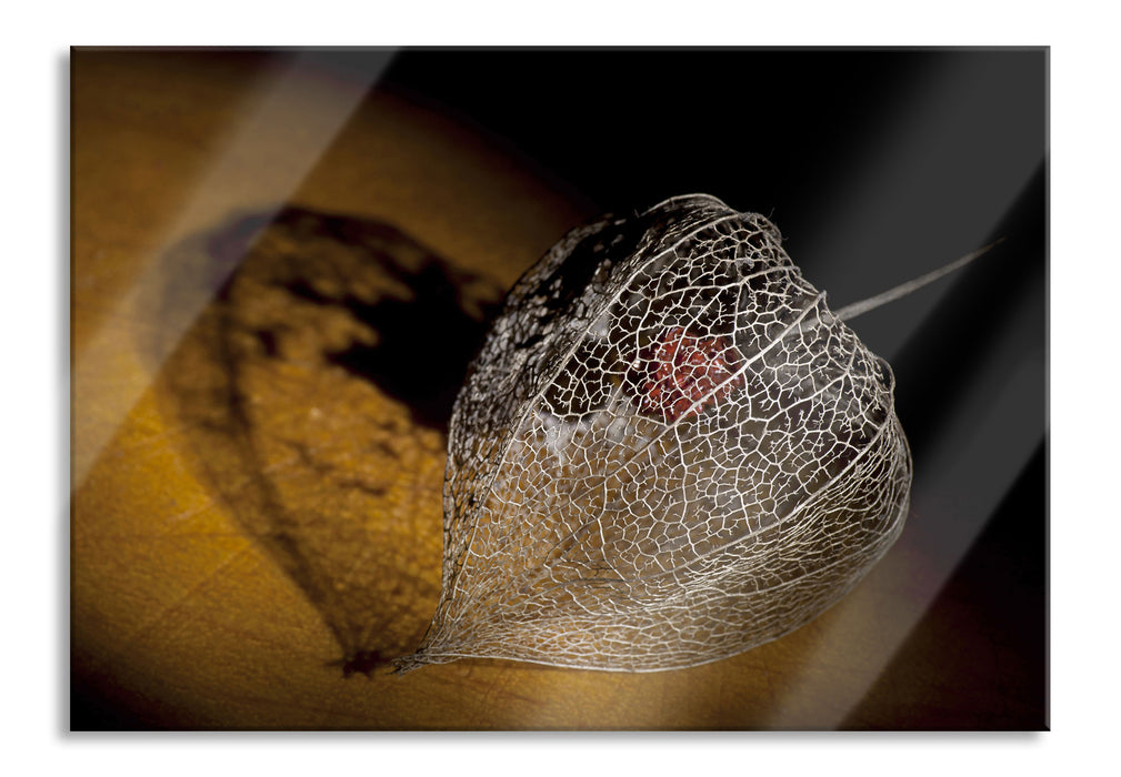 Pixxprint Schatten einer Physalis, Glasbild