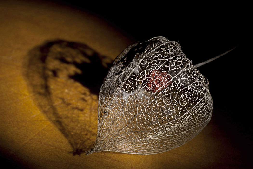 Schatten einer Physalis, Glasbild