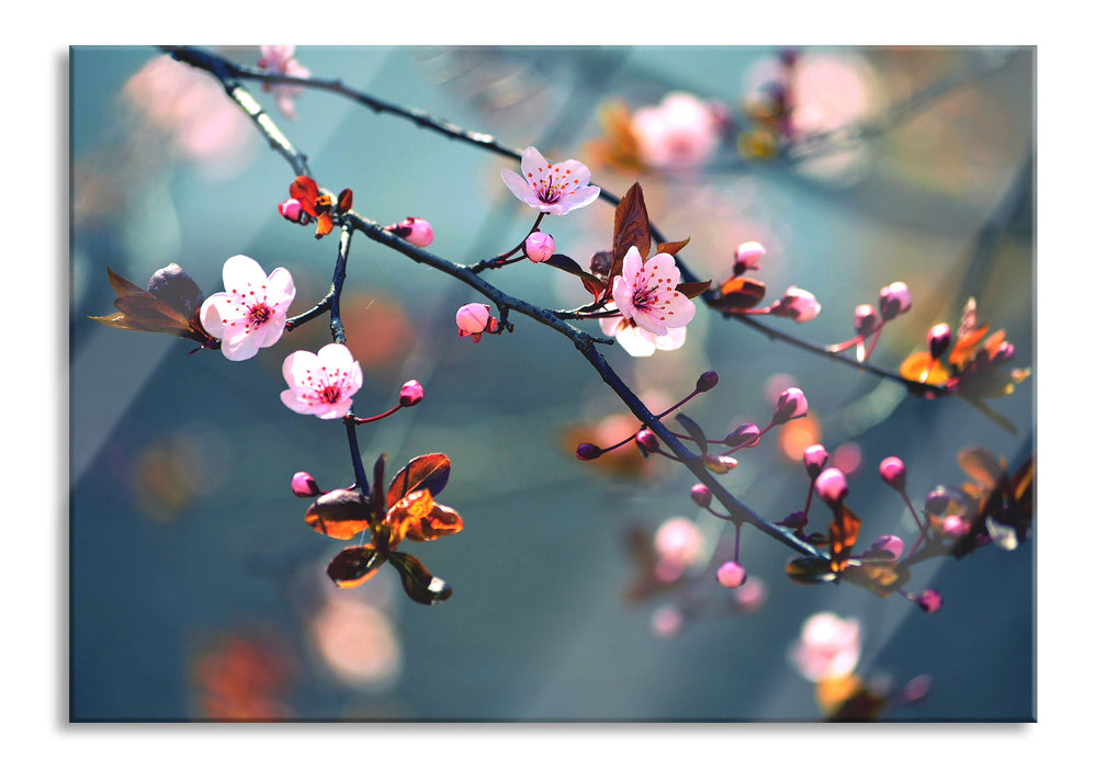 Pixxprint Exotische Sakura Blüten, Glasbild