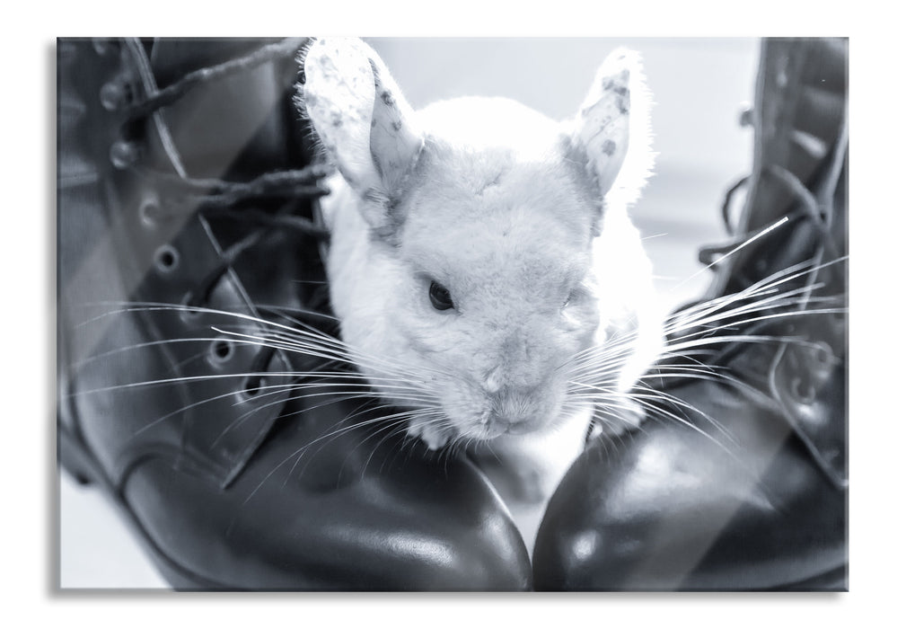 Pixxprint Chinchilla zwischen Schuhen, Glasbild