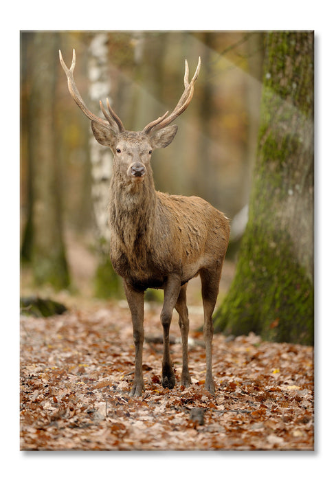 Pixxprint Schöner Hirsch im Wald, Glasbild