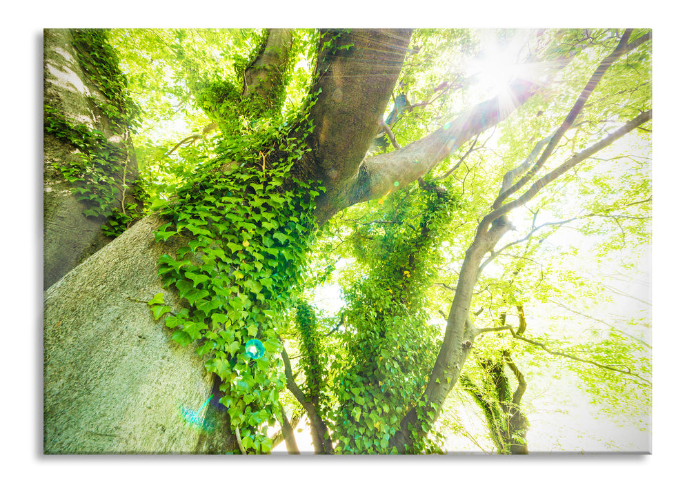 Pixxprint Baum im Sonnenlicht, Glasbild