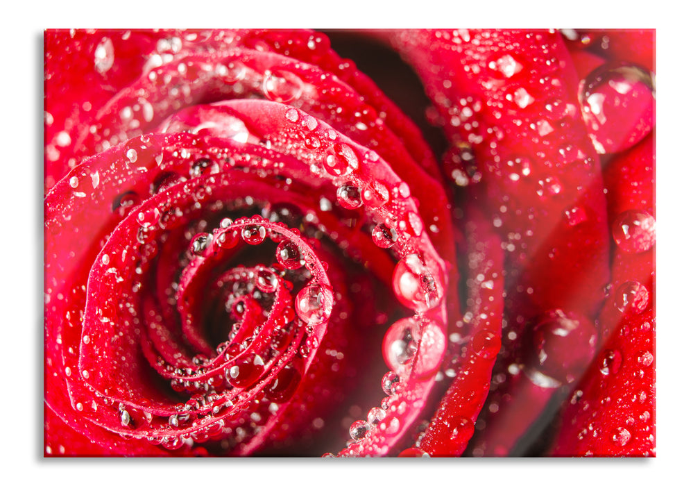 Pixxprint Rose mit Wassertropfen, Glasbild