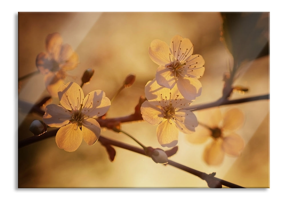 Pixxprint Weiße Blüten im Sonnenlicht, Glasbild