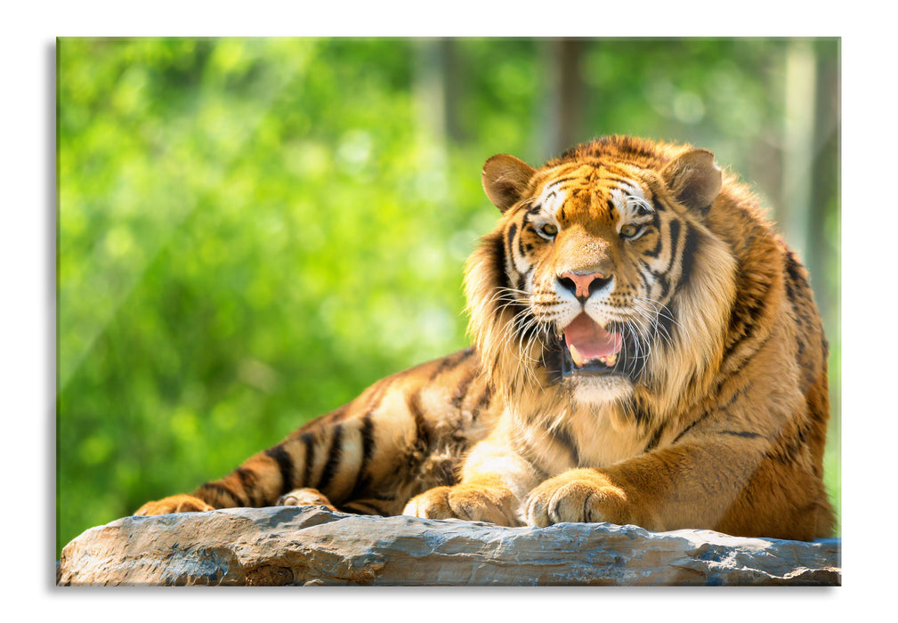 Pixxprint Tiger auf einem Stein, Glasbild