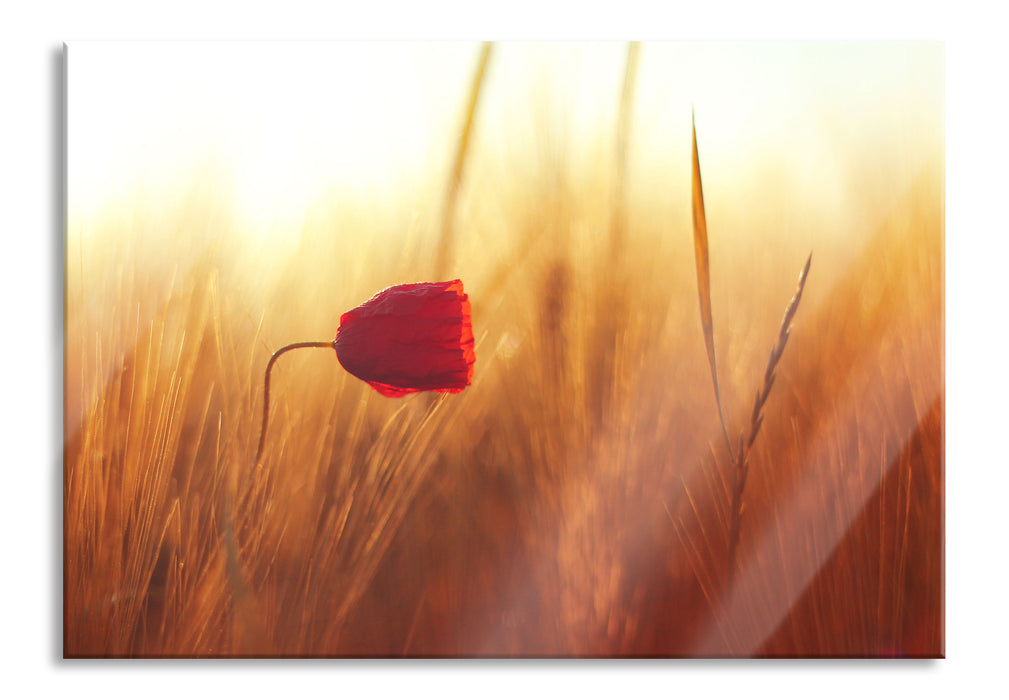 Pixxprint Einzelne rote Rose im Sonnenlicht, Glasbild