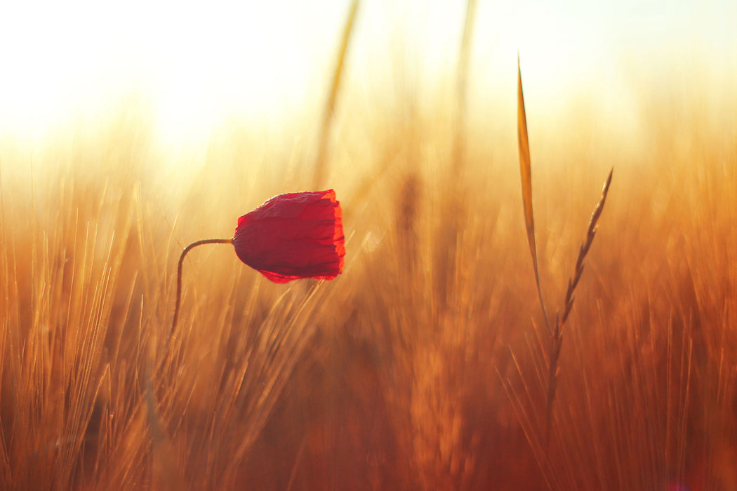 Einzelne rote Rose im Sonnenlicht, Glasbild