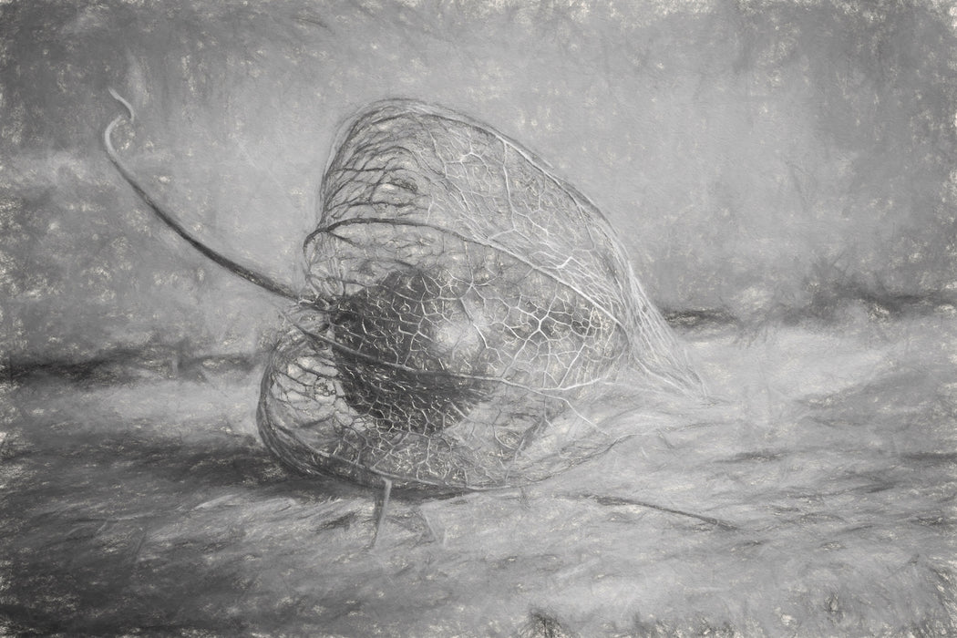 Physalis, Glasbild