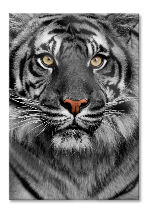 Pixxprint Aufmerksamer Tiger, Glasbild