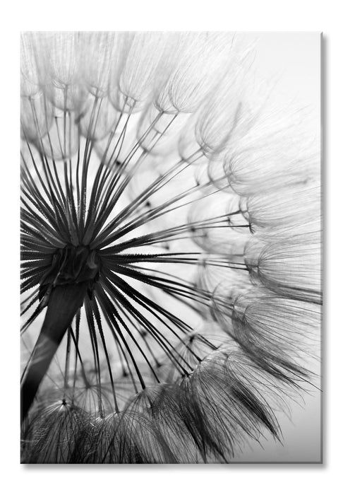 Schöne Pusteblume, Glasbild