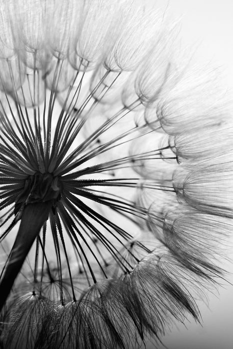 Schöne Pusteblume, Glasbild