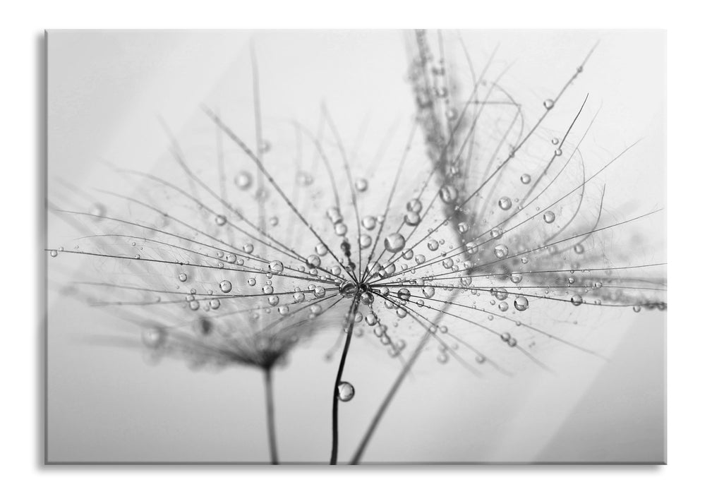 Pusteblume bedeckt mit Tropfen, Glasbild